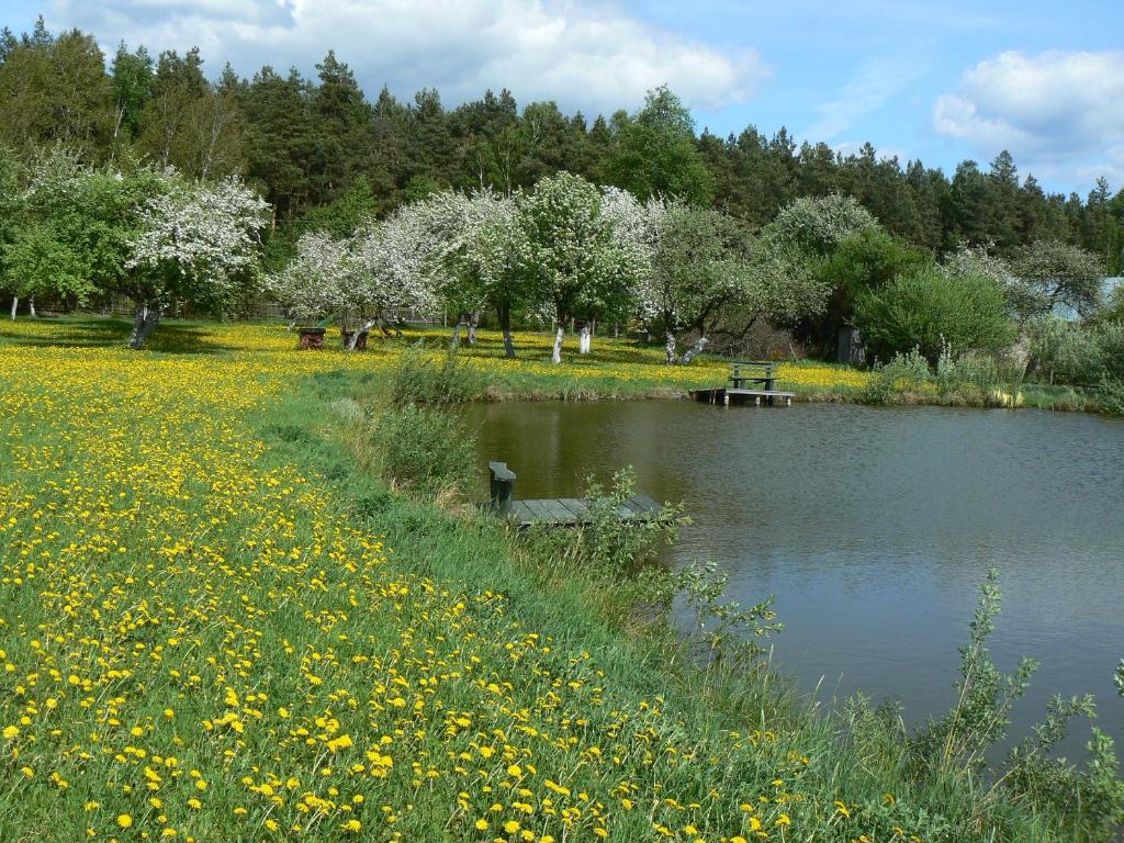 einen Teich auf einem Feld mit gelben Blumen und Bäumen in der Unterkunft Staszkowa Zagroda nad Rospudą in Jabłońskie