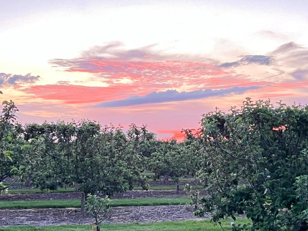 a field of apple trees with a sunset in the background at Aplanty Studio in the Orchard 