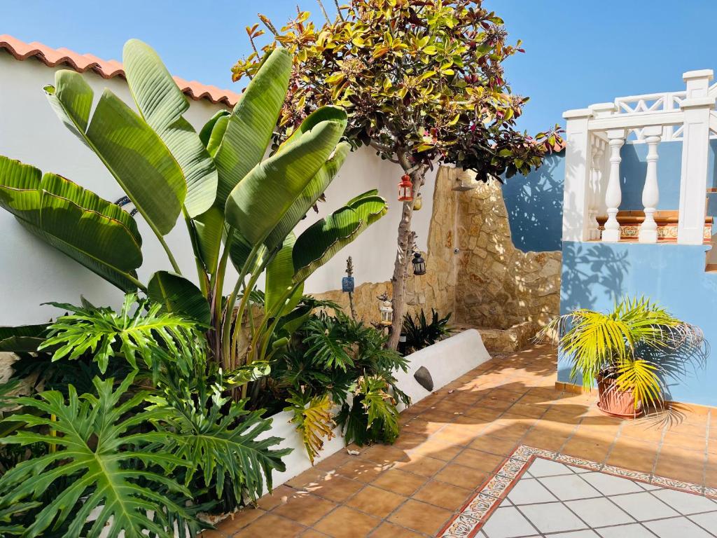 a courtyard with a bunch of plants at La Dama del Mar in Telde