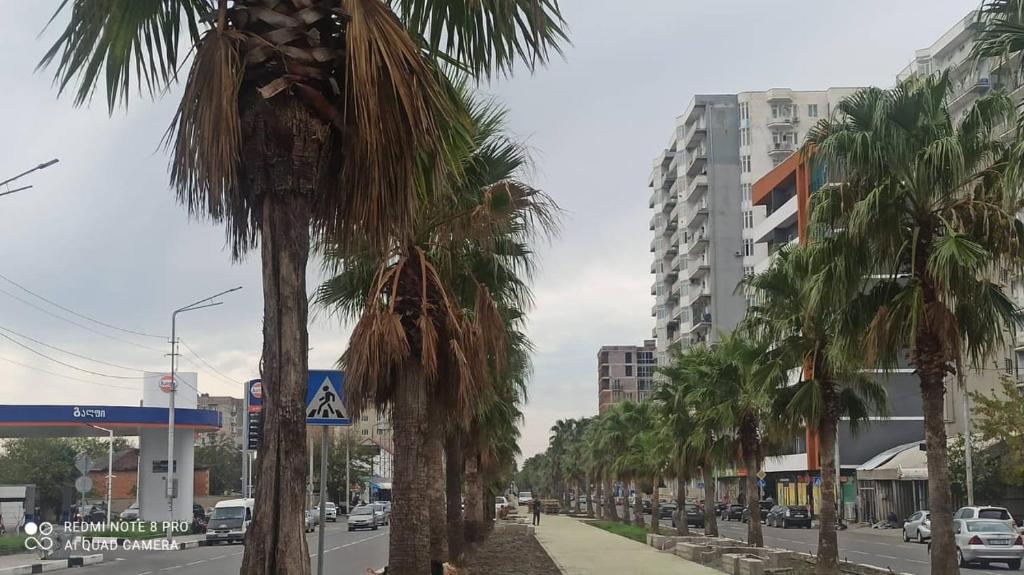 a row of palm trees on a city street at Palms in Kutaisi in Kutaisi