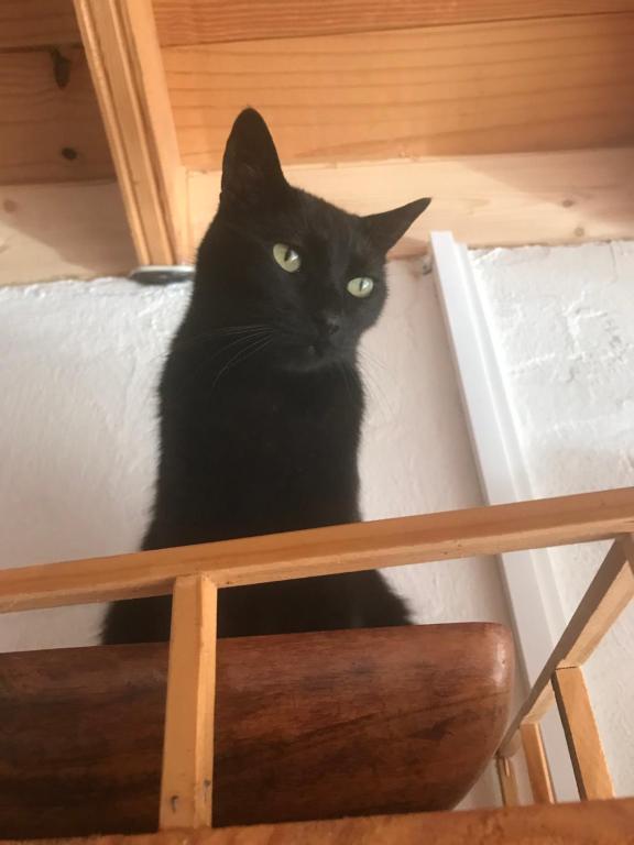 Mascotas con sus dueños en Finca Casa Madera 1