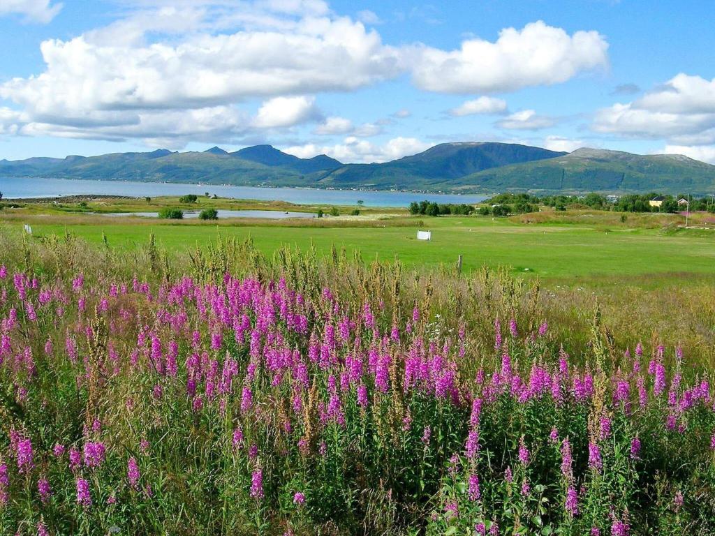 un campo de flores rosas con montañas en el fondo en Holiday home SORTLAND III en Sortland