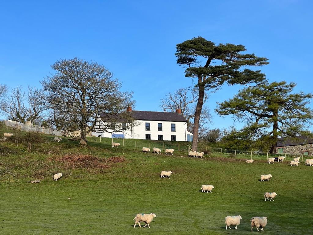 a herd of sheep grazing in a field in front of a house at Dyffryn in Newport Pembrokeshire