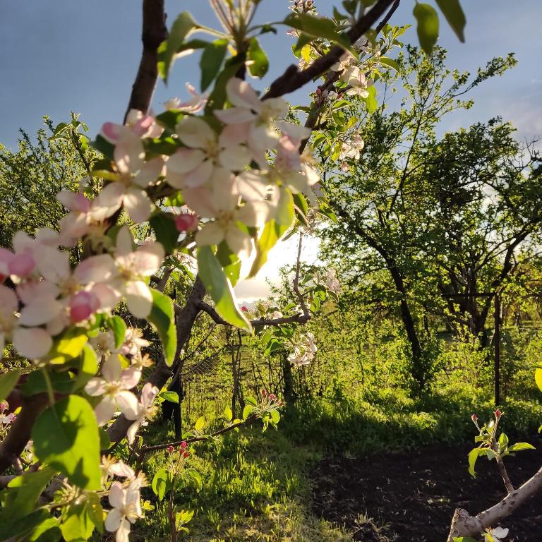 Zahrada ubytování Aloni Green Acres