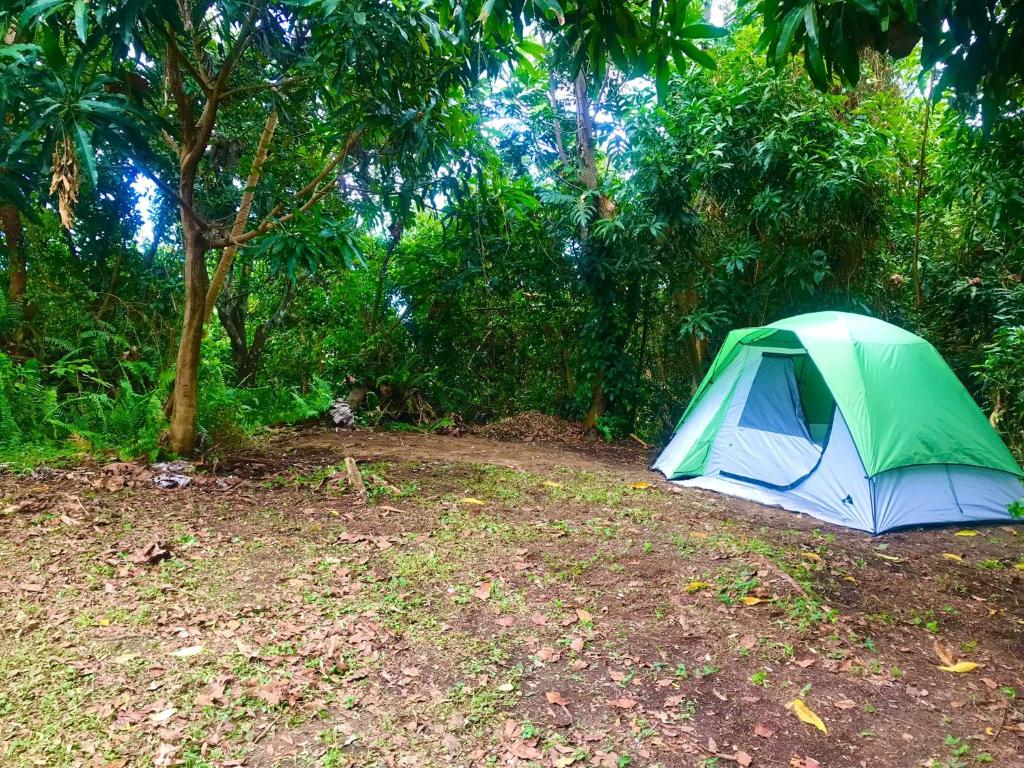 a green tent sitting in the middle of a field at Jubilee Campsite Swim & Paint in Las Piedras