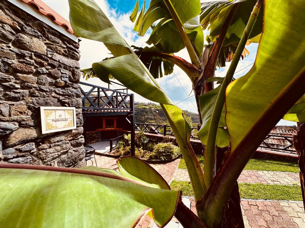 a large green plant in front of a building at Madeira Inn The Typical House in Calheta