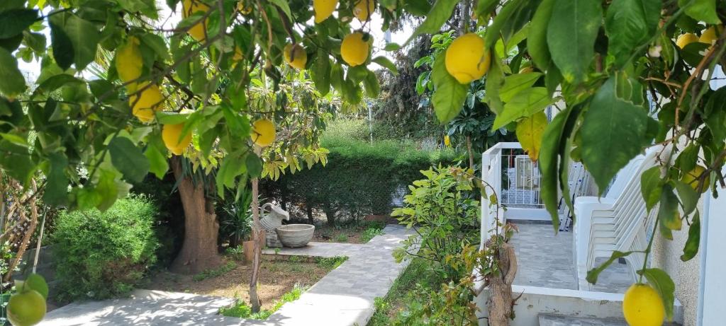 a garden with a lemon tree and a white bench at Elpida Lemon Garden House in Limassol