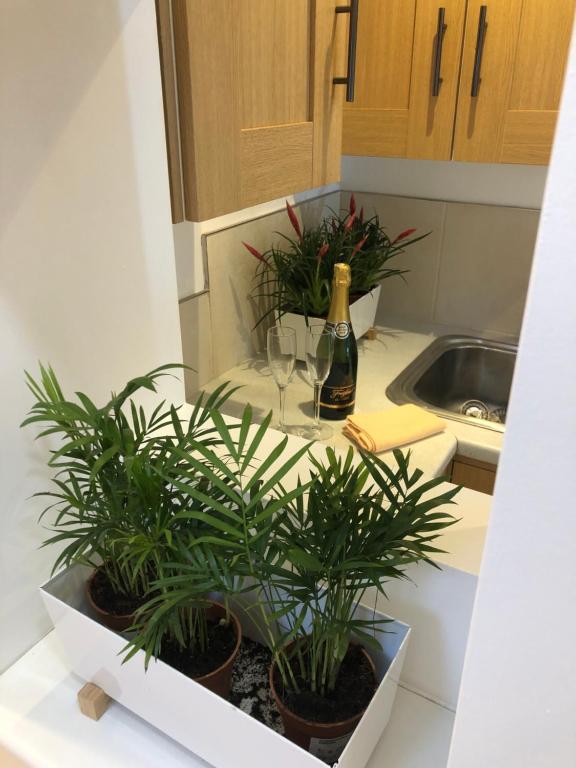 a kitchen with two potted plants and a bottle of wine at cosy quiet apartment in Nottingham