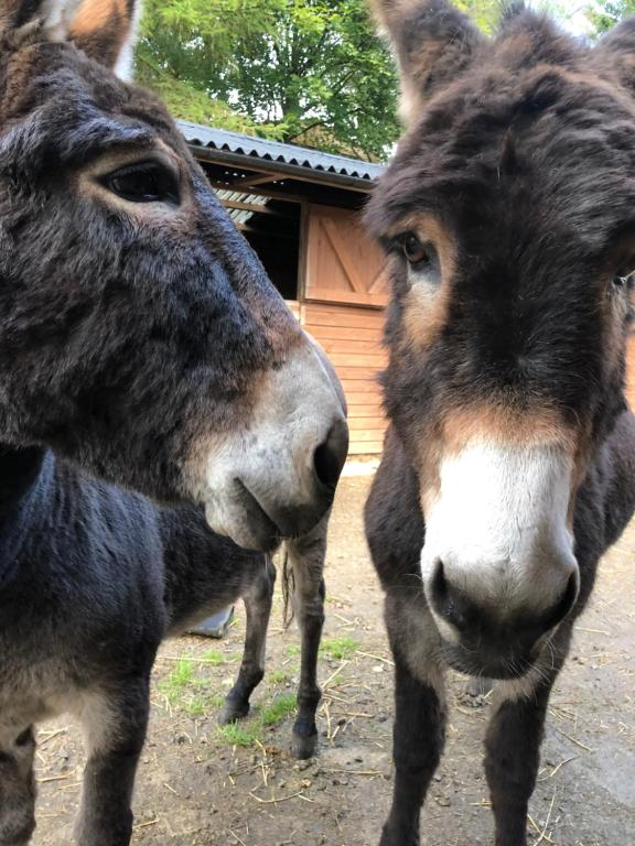 two donkeys are standing next to each other at Lane House Farm in Todmorden