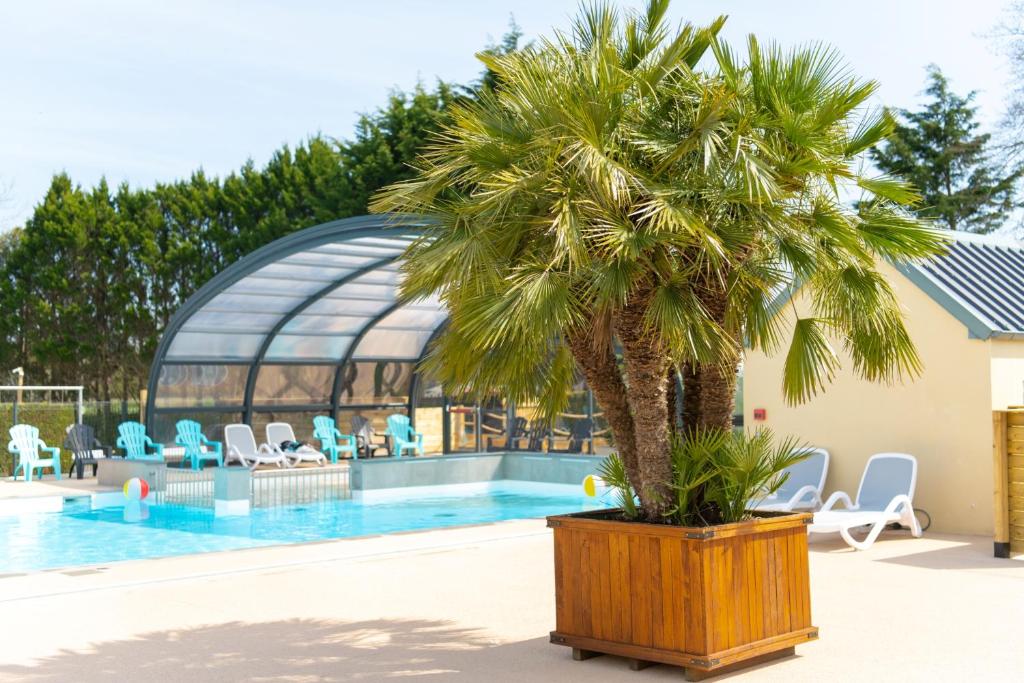 un palmier installé à côté d'une piscine dans l'établissement Camping Les Carolins, à Saint-Lo-dʼOurville