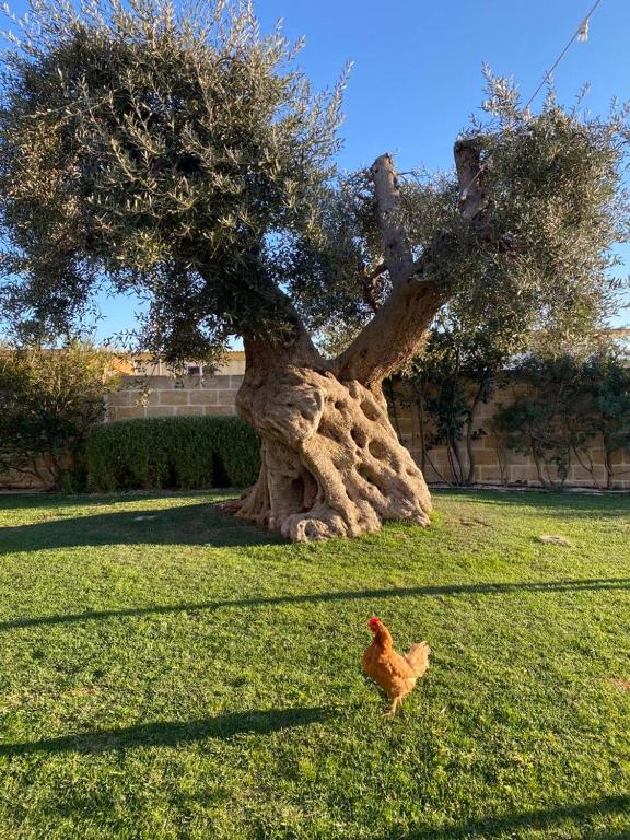 Ogród w obiekcie Masseria Sacramento