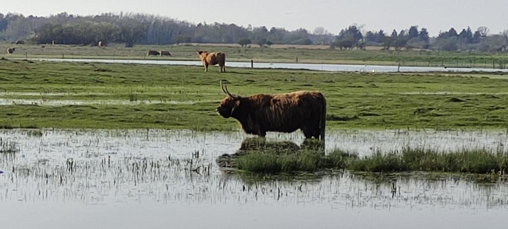 Zvieratá v dovolenkovom dome alebo blízkom okolí