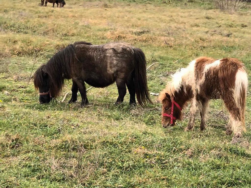 two miniature ponies grazing in a field of grass at Vikendica Komovi in Andrijevica