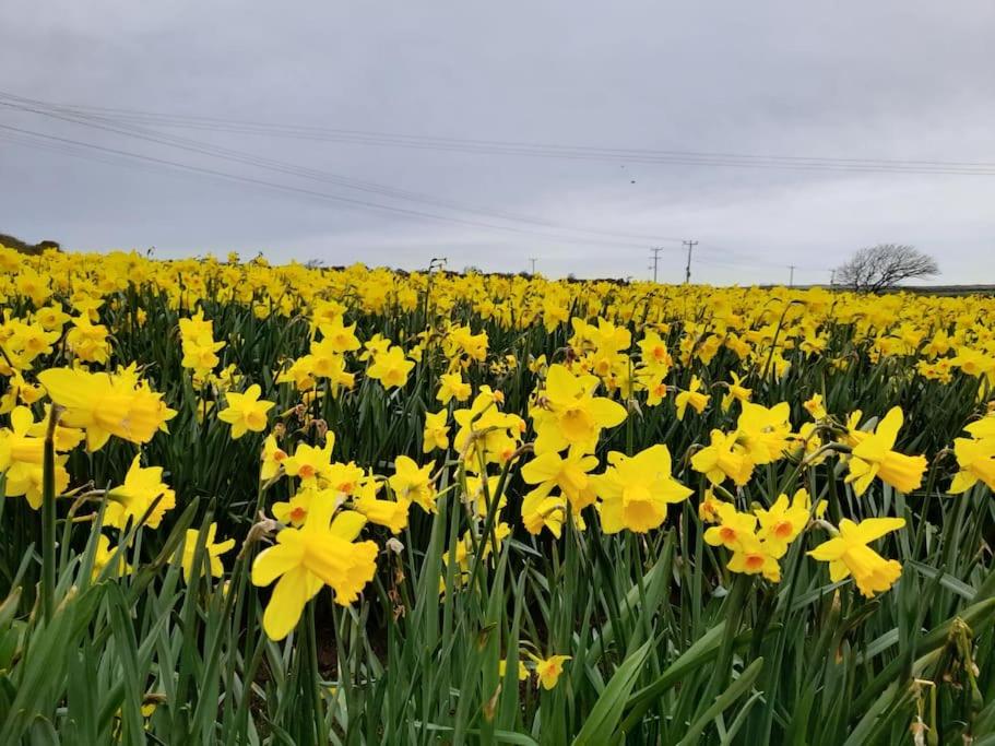 a field of yellow daffodils at Cosy country getaway, 5 mins from the sea in Penzance