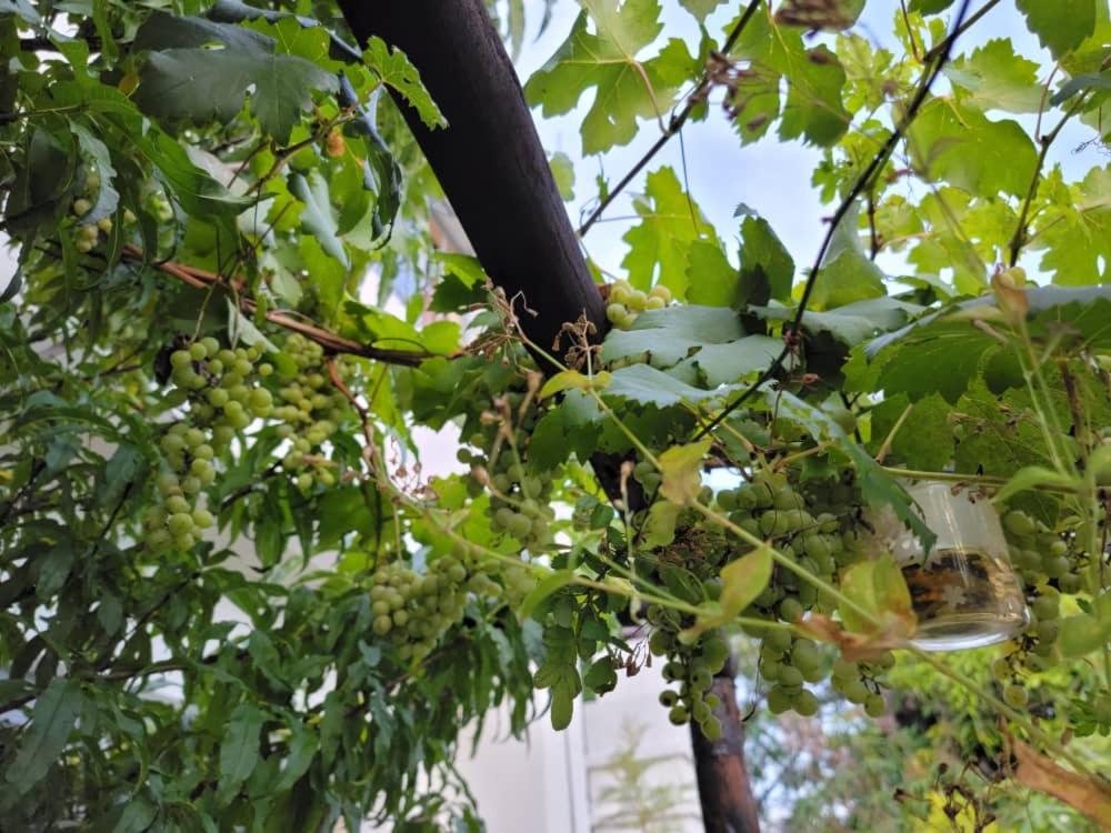 a bunch of grapes hanging from a tree at Sentosa Guest House in Francistown