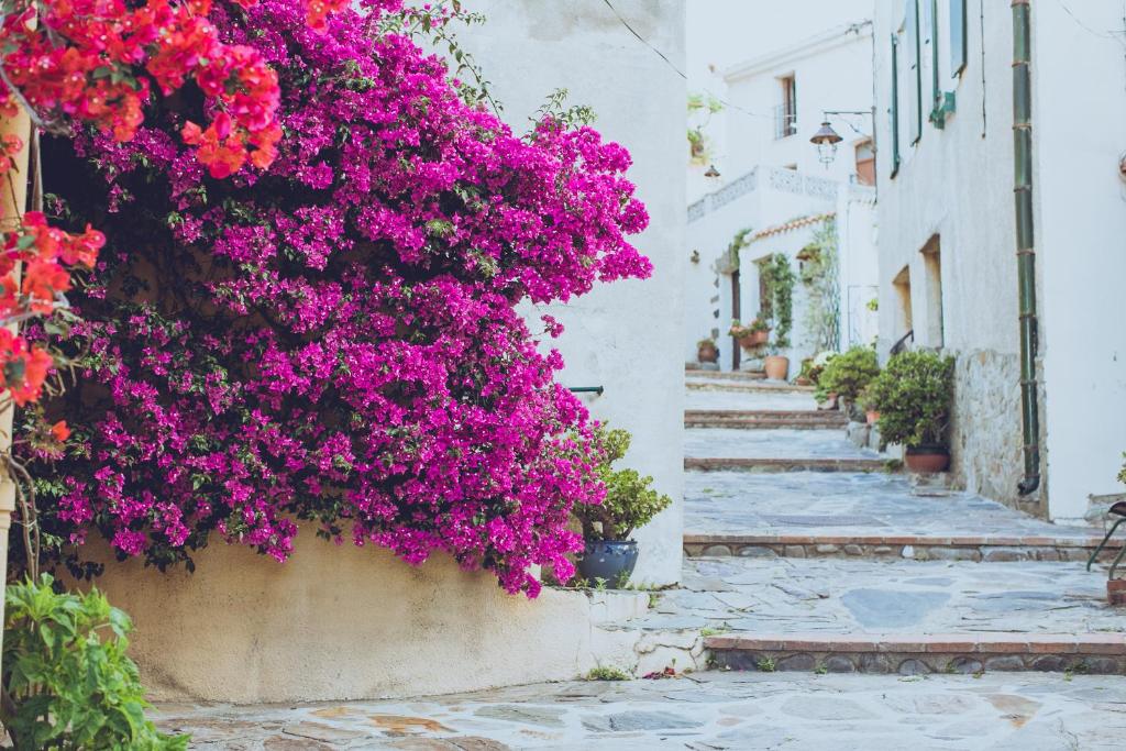 a street with pink flowers on a building at Regina's Banyuls - Town house close to beach in Banyuls-sur-Mer
