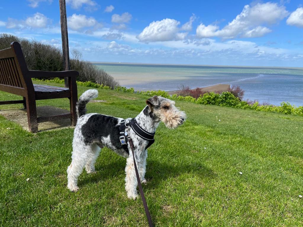 a dog on a leash standing next to a bench at Whitstable The Jolly in Whitstable