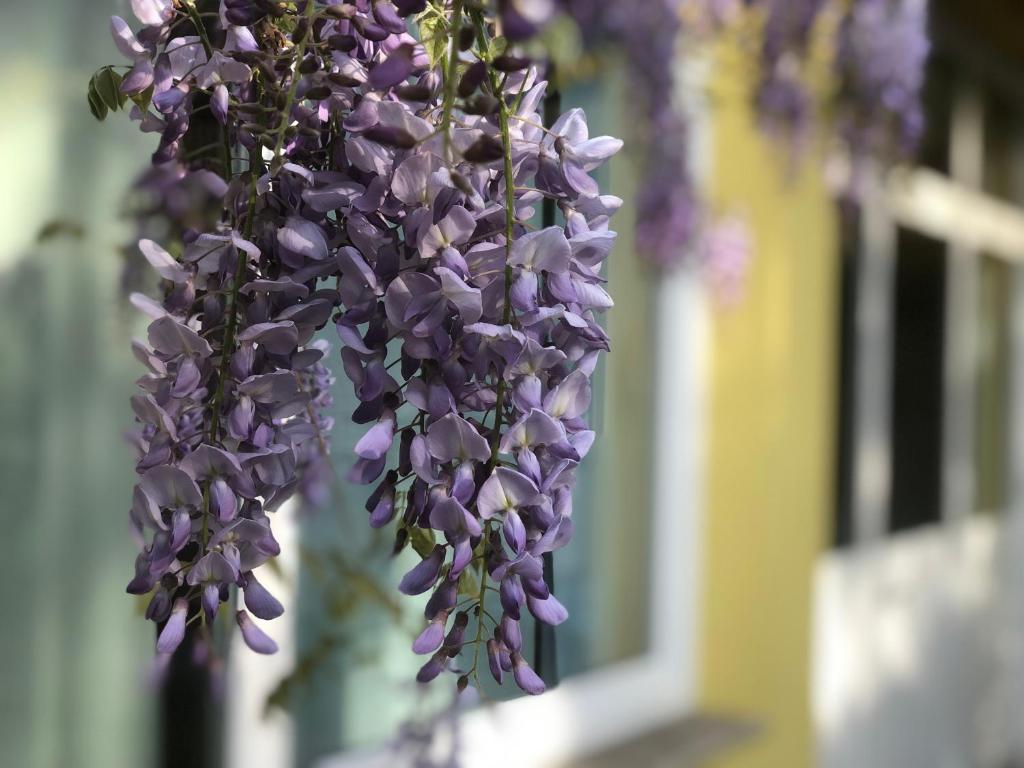 un montón de flores púrpuras colgando de un edificio en Loft Sottolalbero en Milán