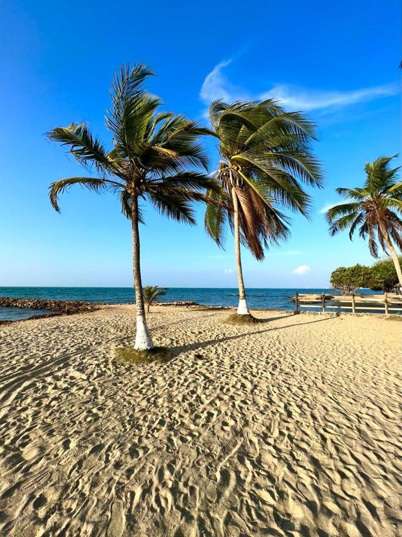 duas palmeiras numa praia de areia perto do oceano em Habitación privada en la playa HappyBeach_co em San Antero