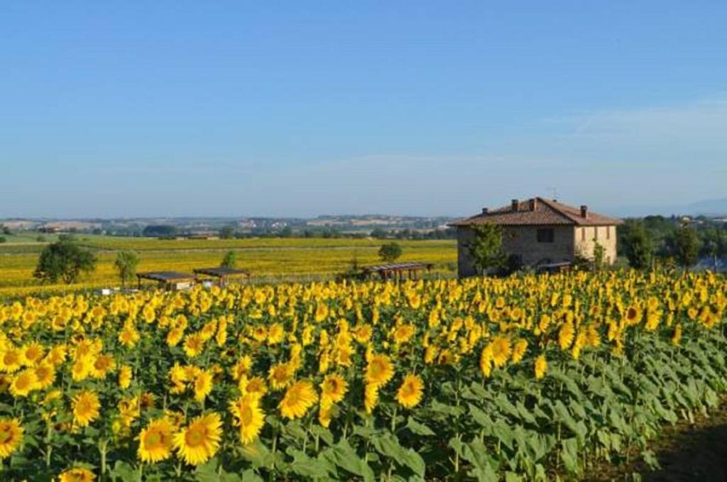 um campo de girassóis com um edifício ao fundo em Podere Molinaccio em Panicale