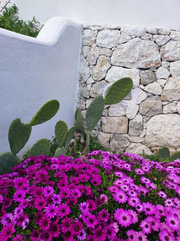 Zahrada ubytování Dimora Mediterranea