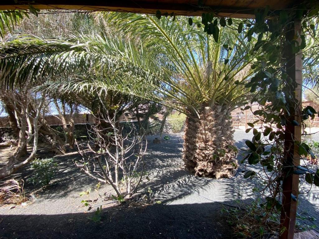 Zahrada ubytování CabanaLanz, Cabañas en Lanzarote