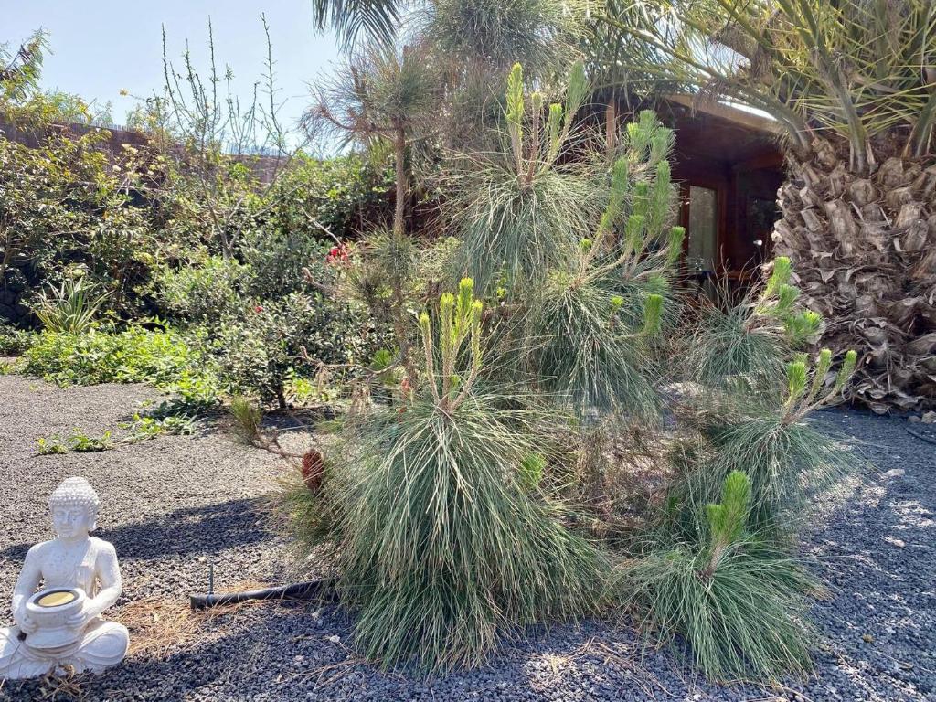 Zahrada ubytování CabanaLanz, Cabañas en Lanzarote