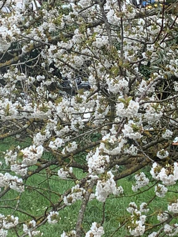 un arbre avec des fleurs blanches dans l'herbe dans l'établissement Arturo & Trilly, à Ronciglione