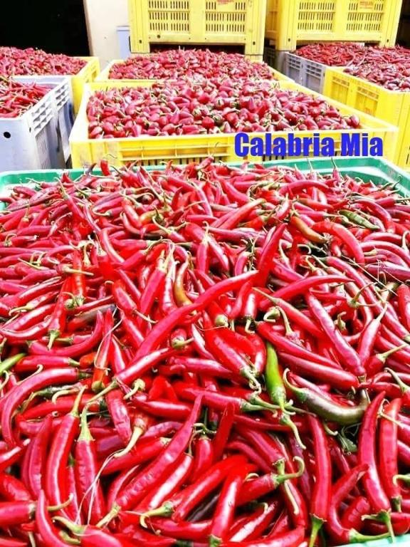 Fotografie z fotogalerie ubytování B&b Calabria mare v destinaci Falerna
