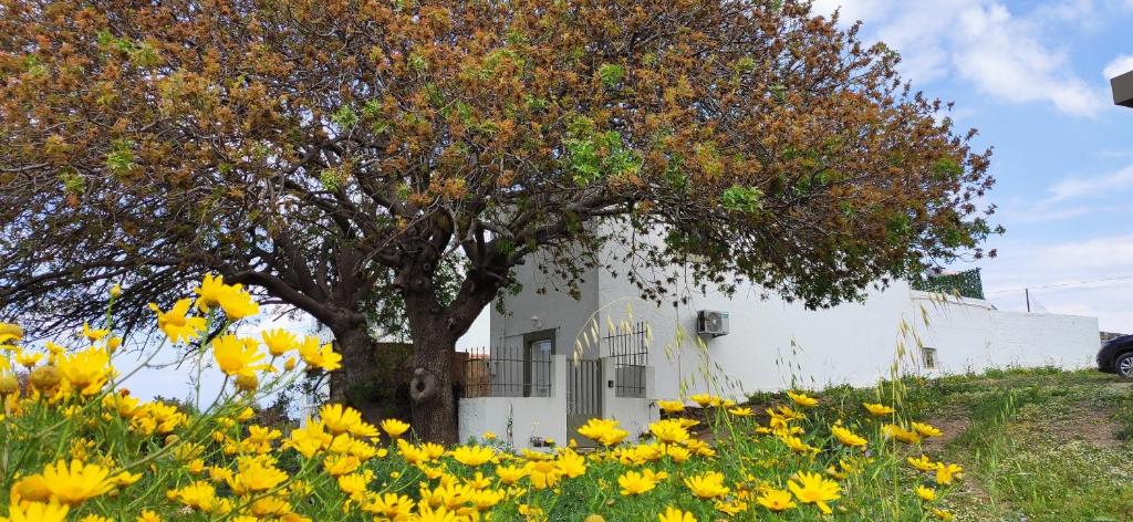 a tree and flowers in front of a white building at traditional suburbs maisonette in Kos