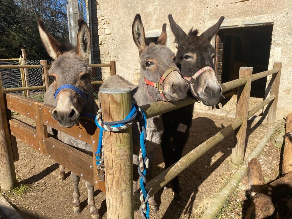 three donkeys are looking over a wooden fence at Moulin de la Rouchotte in Frétigney-et-Velloreille