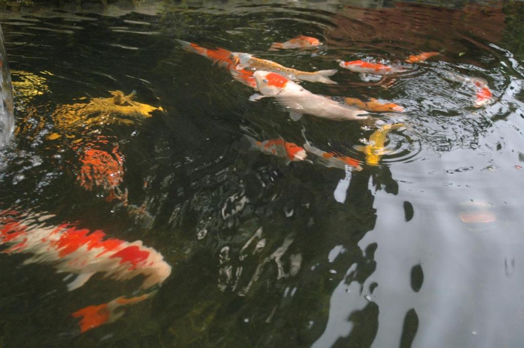 a group of kites swimming in the water at Pokara Resort in Jiaoxi