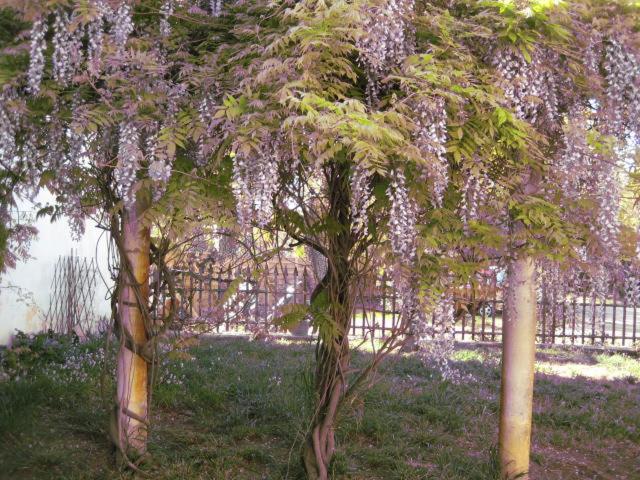 un grupo de árboles con flores púrpuras. en Grand Argence, en Fourques
