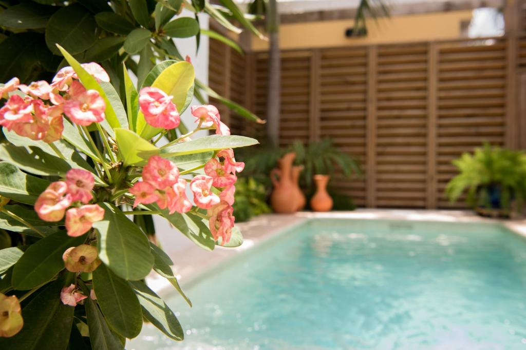 Unique Flowers Curacao Best Flower Site