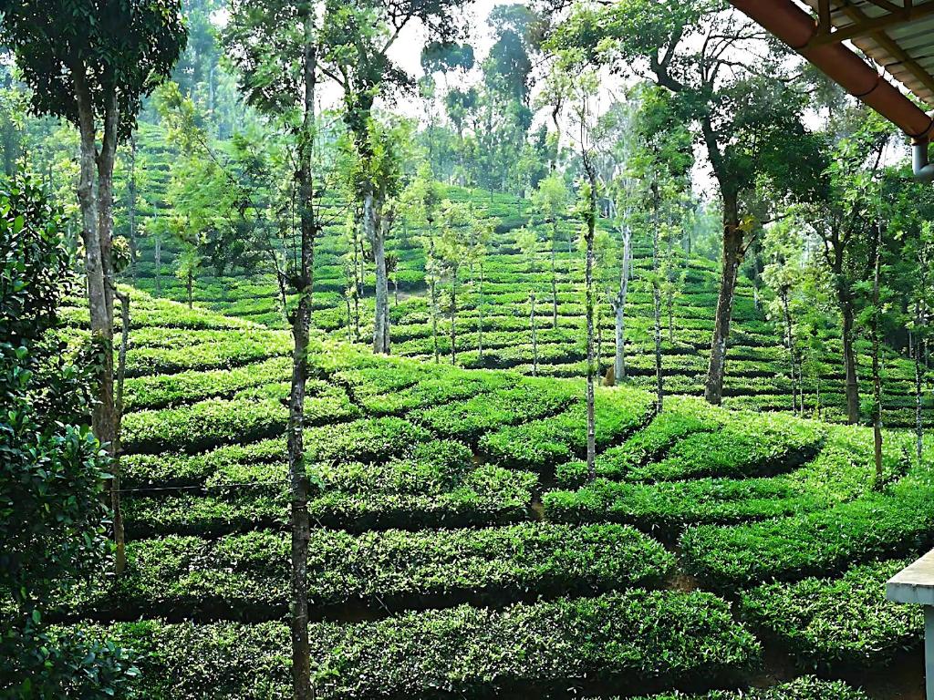 Zahrada ubytování Mist Wayanad