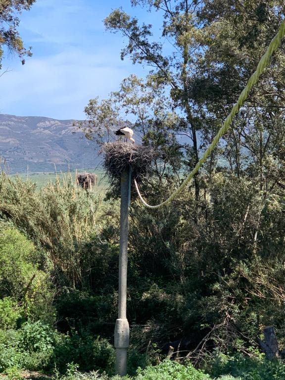 a bird sitting in a nest on a pole at Molino El Mastral in Tarifa