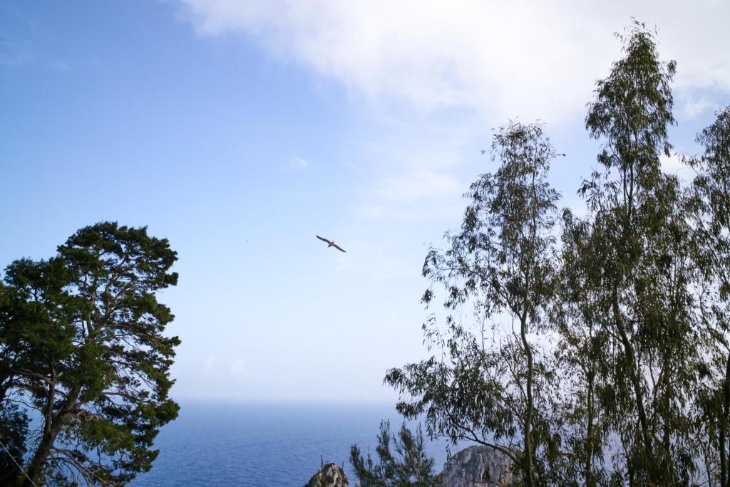 Villacore Capri - 12