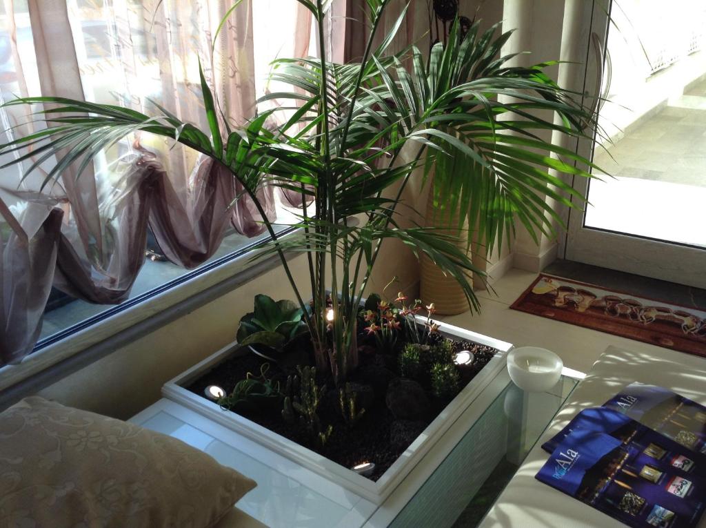 a palm plant in a pot in a window at Hotel C'era Una Volta in Castiglione della Pescaia