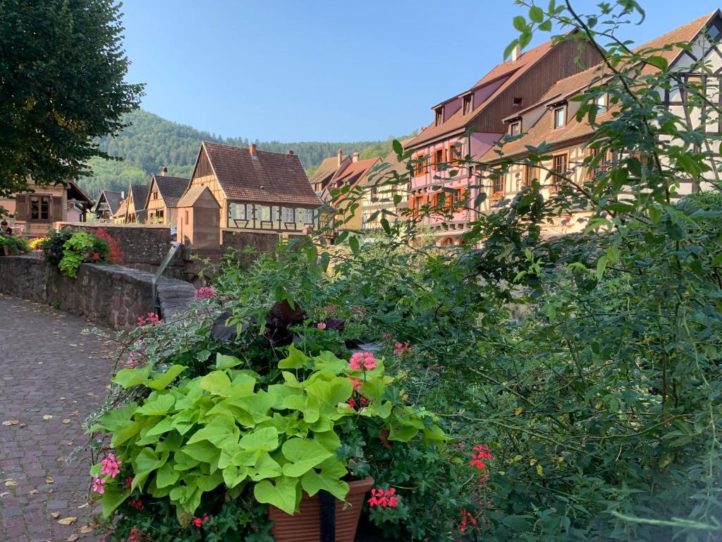 Studio cosy Kaysersberg centre – photo 19