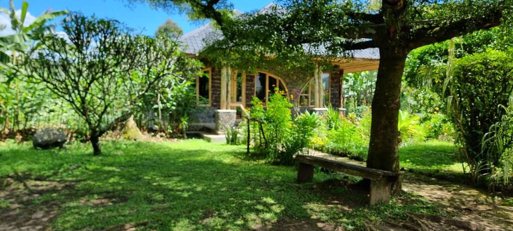 une maison avec un arbre et un banc dans la cour dans l'établissement Mutolere Coffee Pot Guest Houses, à Kisoro