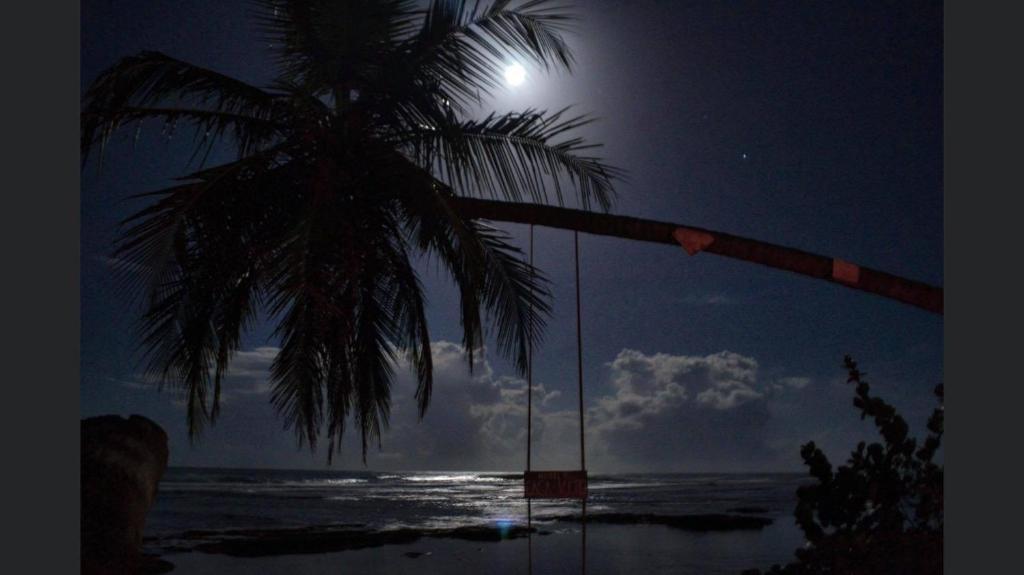 una palmera frente al océano por la noche en Hotel Casa Vito Beachfront en Puerto Viejo