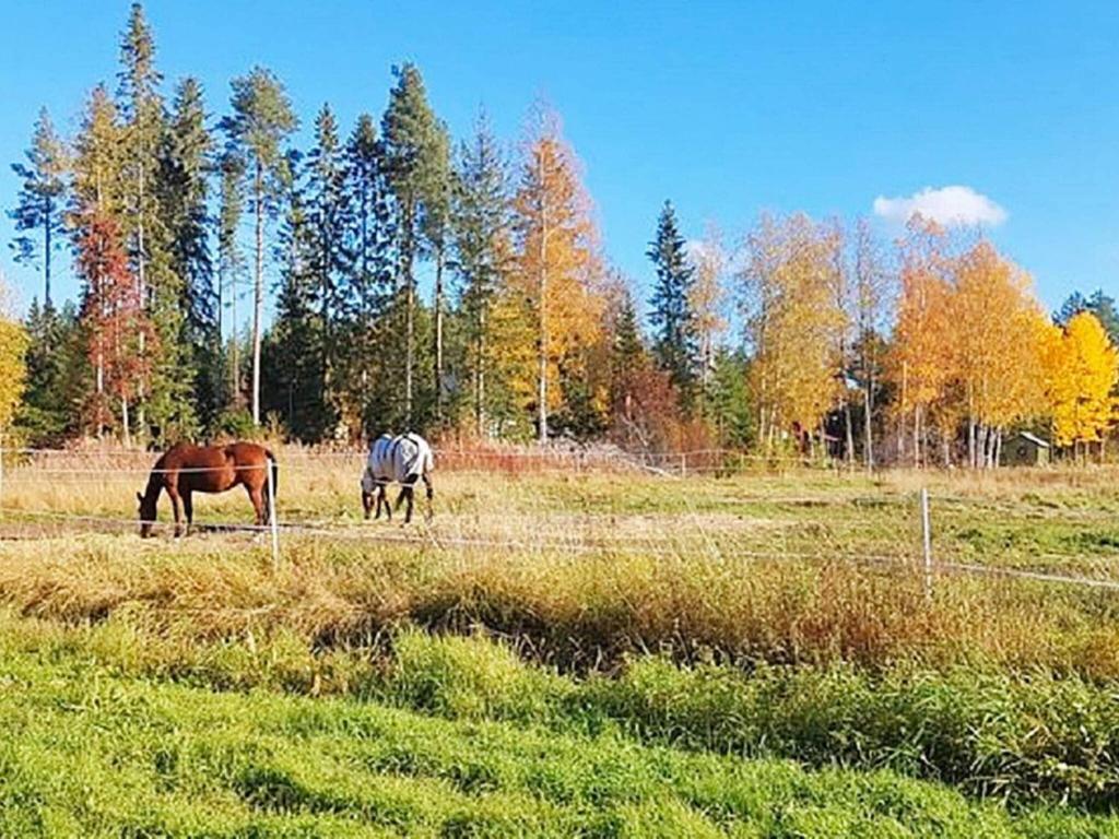 due cavalli che pascolano in un prato di Holiday home Bureå a Bureå