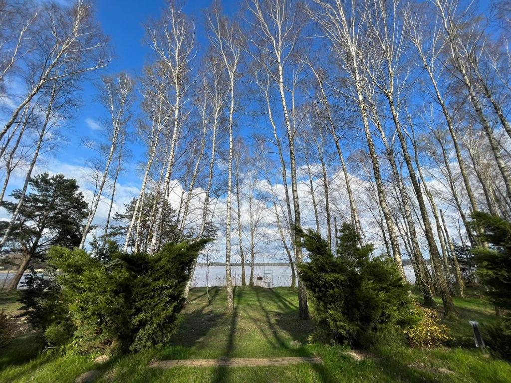 un groupe d'arbres dans un champ avec de l'herbe dans l'établissement Wiosna nad jeziorem, grill, ognisko, à Barkowice