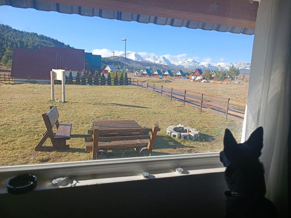 a cat looking out of a window at a field at Stay Wild in Žabljak