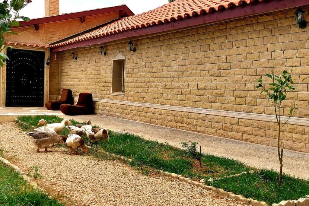 a group of chickens walking in front of a house at Chalet nina in Azrou