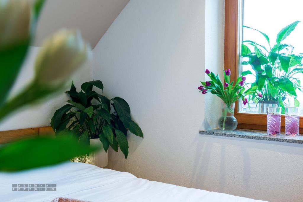 Fotografie z fotogalerie ubytování Vineyard Cottage Klemencic v destinaci Novo Mesto