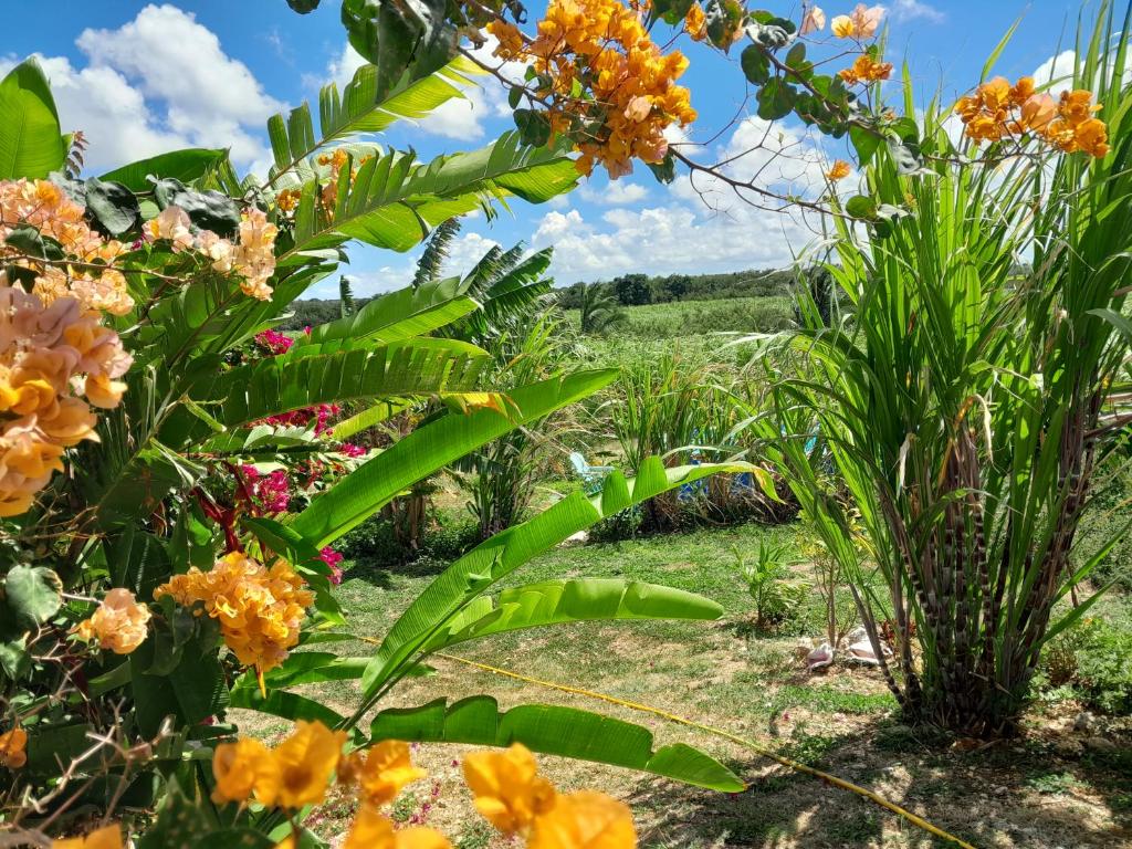 Zahrada ubytování Kaz a Klemence Gite creole avec piscine et table dhotes a Anse Bertrand