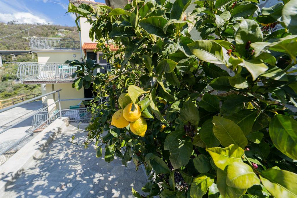 Vonkajšia záhrada v ubytovaní CASA VACANZA IL PORTICO