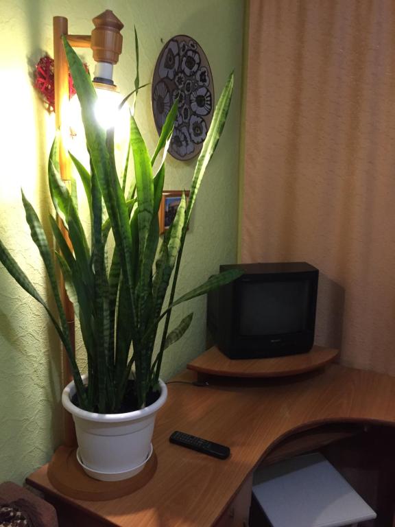 eine Topfpflanze, die auf einem Tisch neben einem Fernseher sitzt in der Unterkunft Бюджетные Комнаты посуточно 5мин McDonalds WI-FI 15мин до центра города in Ternopil
