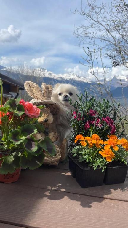 Domácí mazlíčci ubytovaní s hosty v ubytování Chalet Alpin suisse